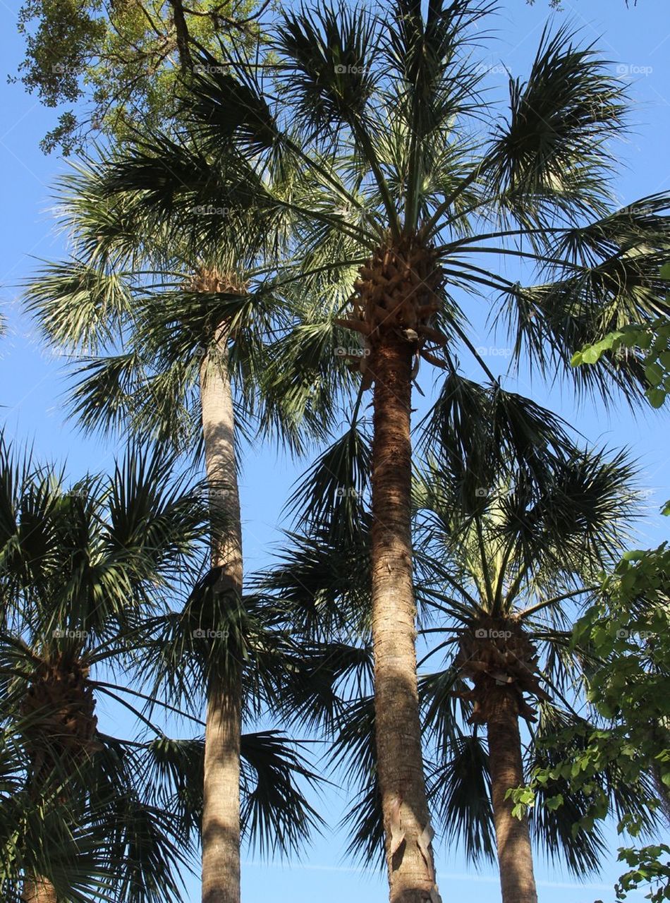 Under Florida palms
