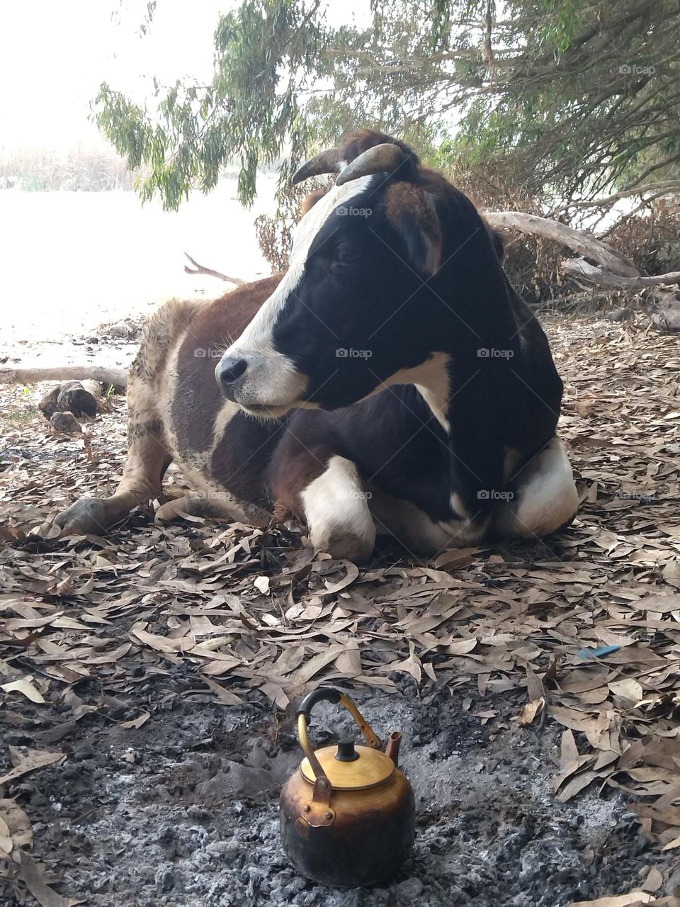 Cow and teapot on coal