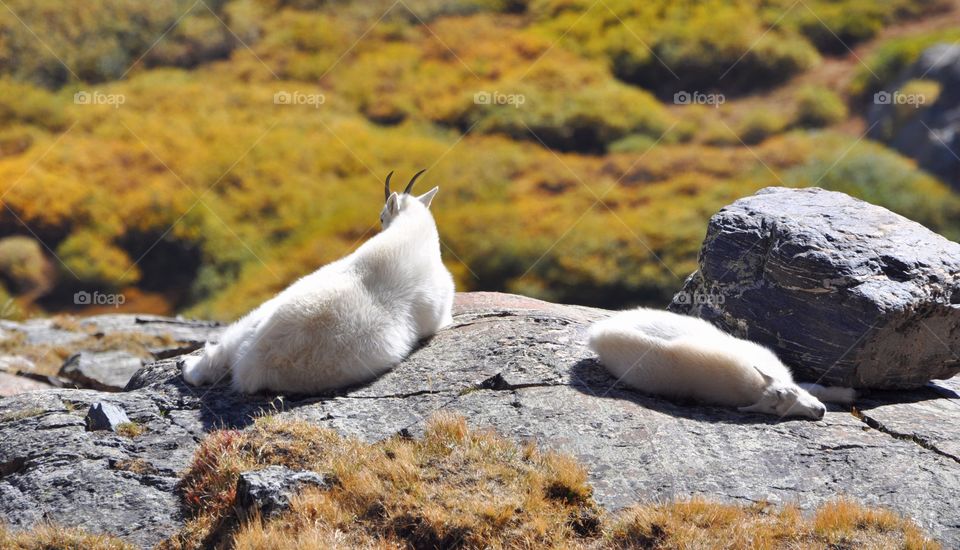 A mountain goat sleeping on a very colorful alpine tundra while the sun shines down. Baby sleeps next to her.