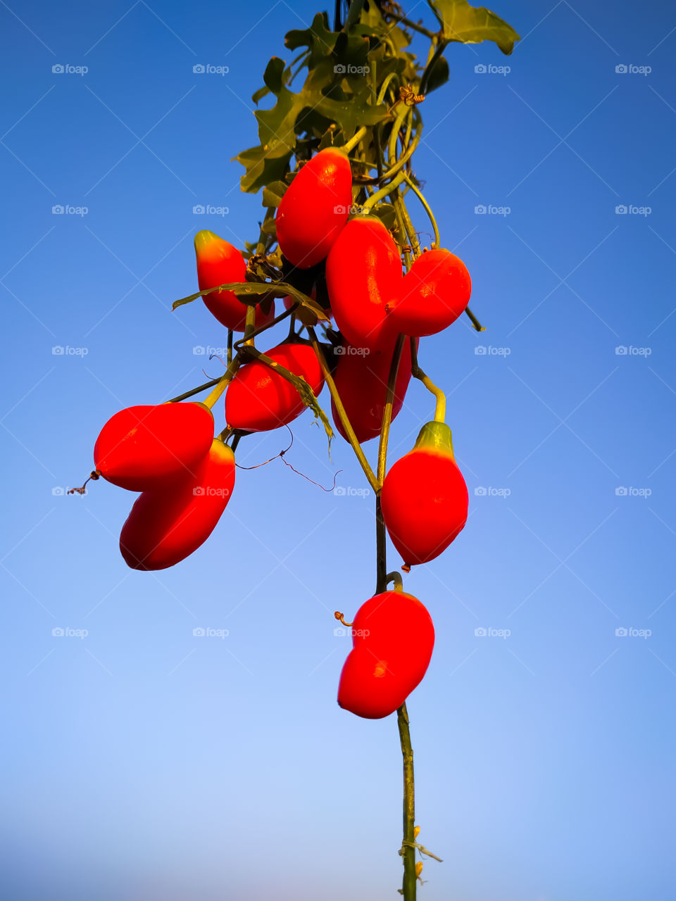 Ivy gourd with leaves and green and riped red fruits on blue isolation.