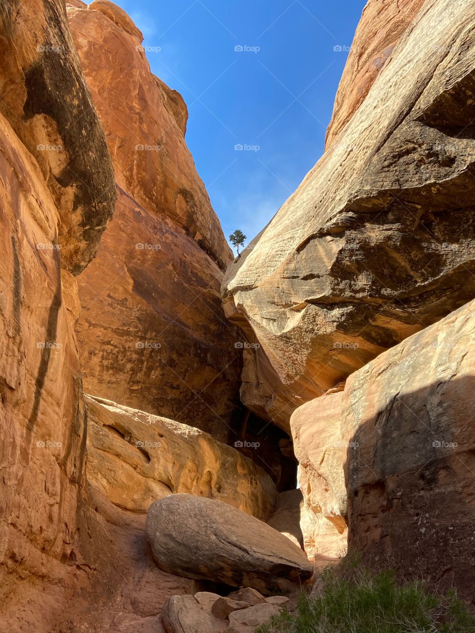 Little tree growing out of big tocks