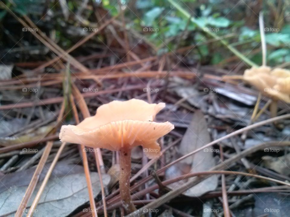 fungus 8