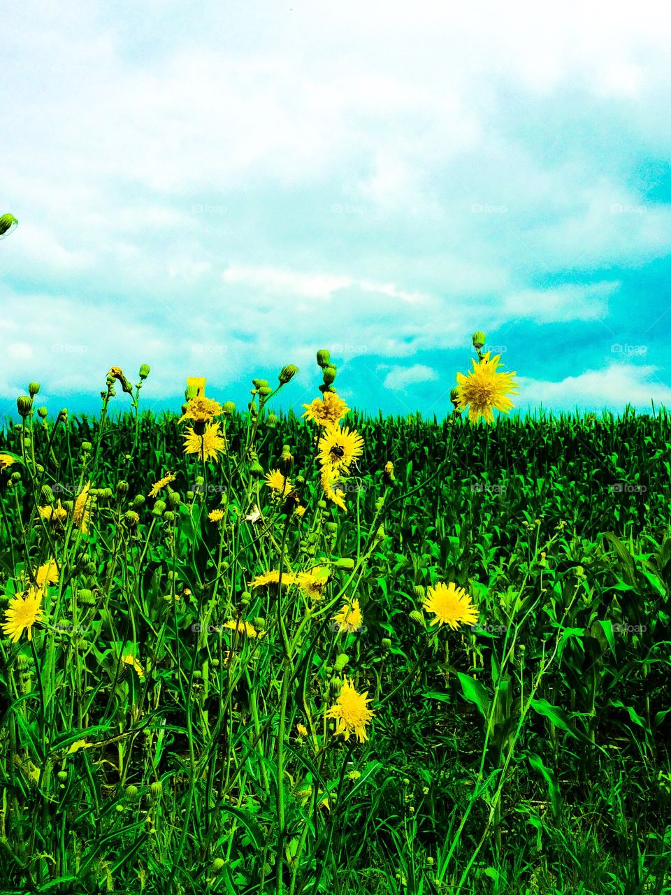 Dandelions in the field 