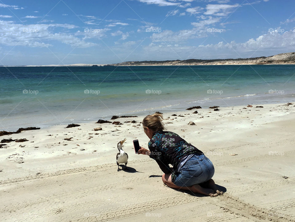 Female photographer (me) on knees photographing wild Australian Pied Cormorant up close on remote beach in south Australia for FOAP of course. It took over an hour of inching my way in the sand sometimes on my stomach (see the trail behind me) toward the bird, constantly surprised it did not fly away. What an opportunity. Please view my portfolio for more shots of this lovely bird, and a final
Shot of it flying away.