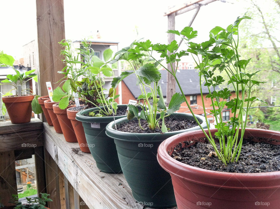 Container herb garden