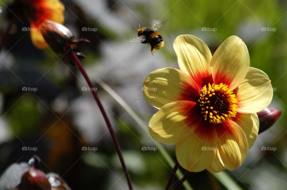 pollen flower fly bee by stevephot