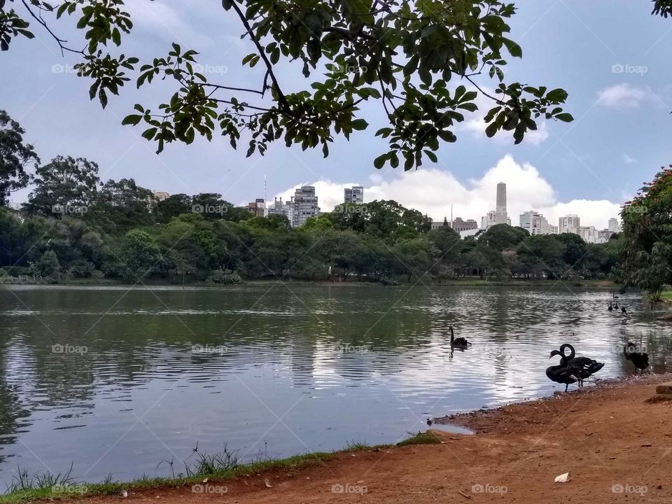 Lago do parque Ibirapuera - Park lake at the city