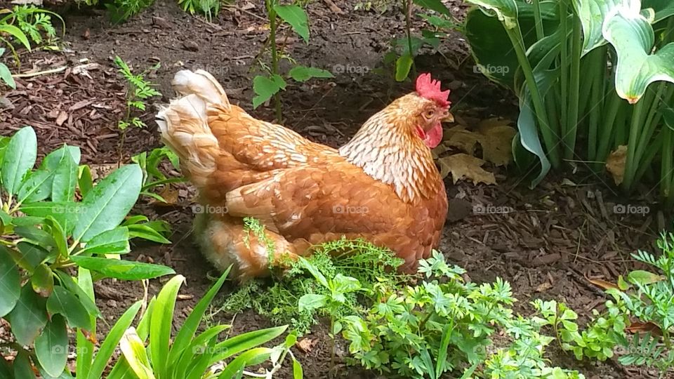 Golden Comet Chicken