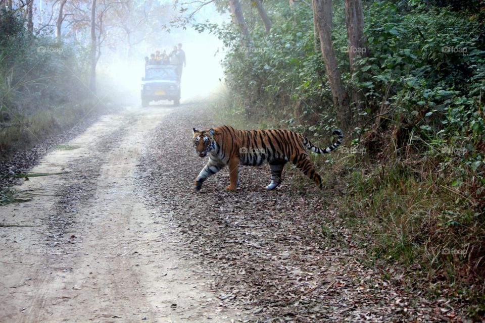 tiger in Forest