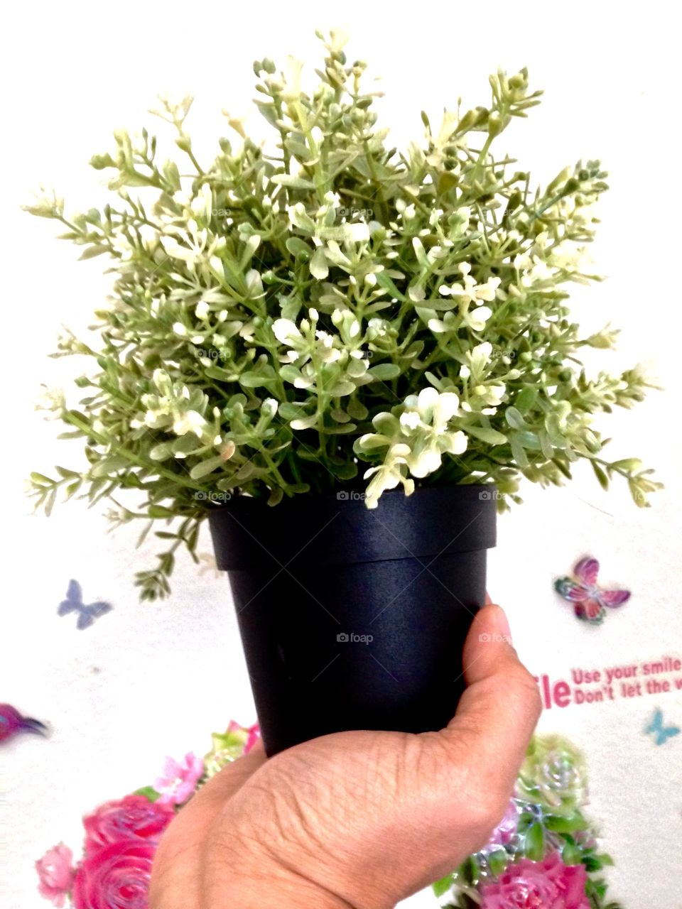 House Plants In Pots

Published by:
HappyBrownMonkey 