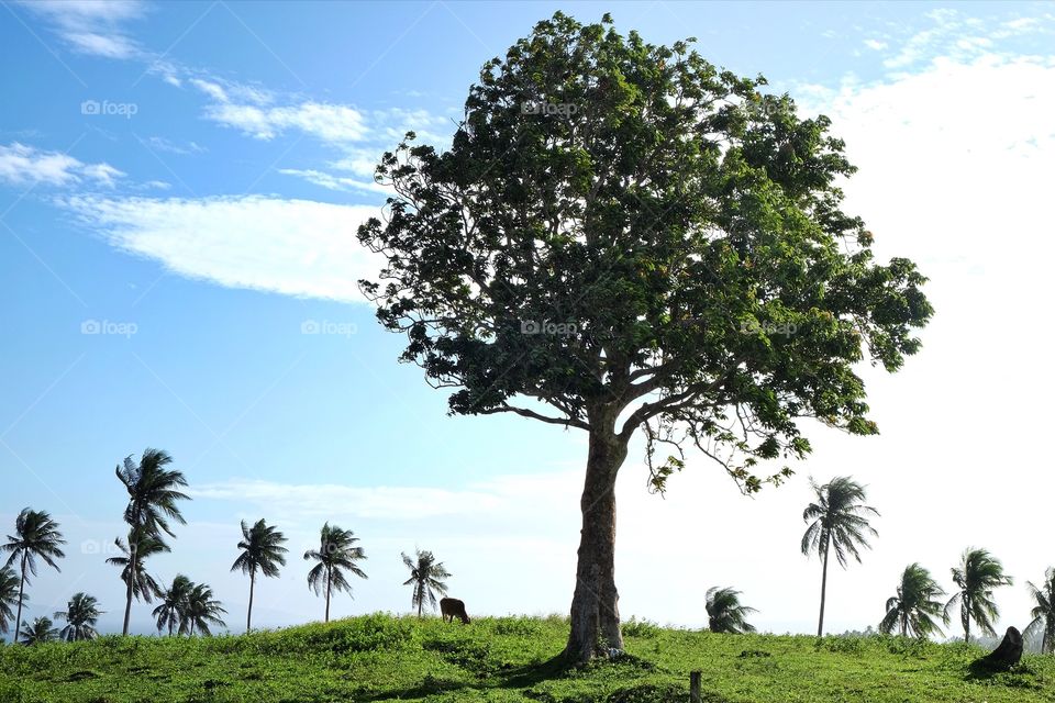 A fine suny weather at the hilltop. The breeze softly blows the leaves of the trees. Lavish green everywhere not only for the eyes to enjoy but for the animals as well. 