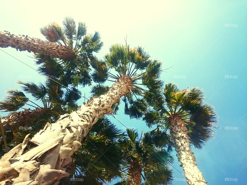 three palms