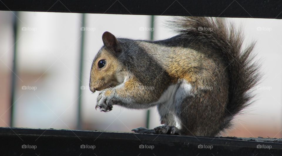Wild squirrel eating peanut 