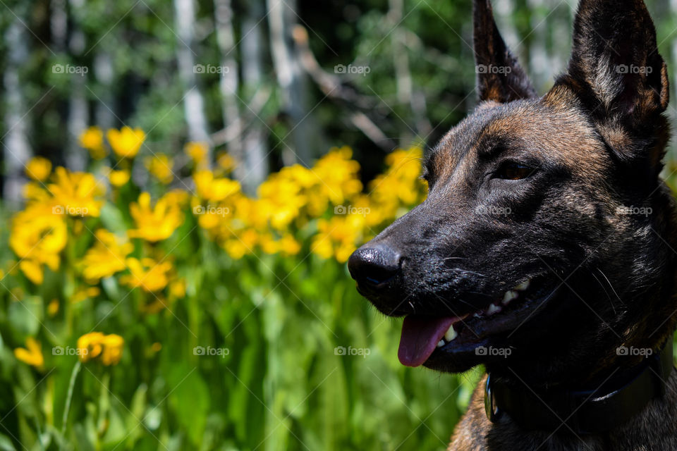 Hanging out in a Field of Flowers