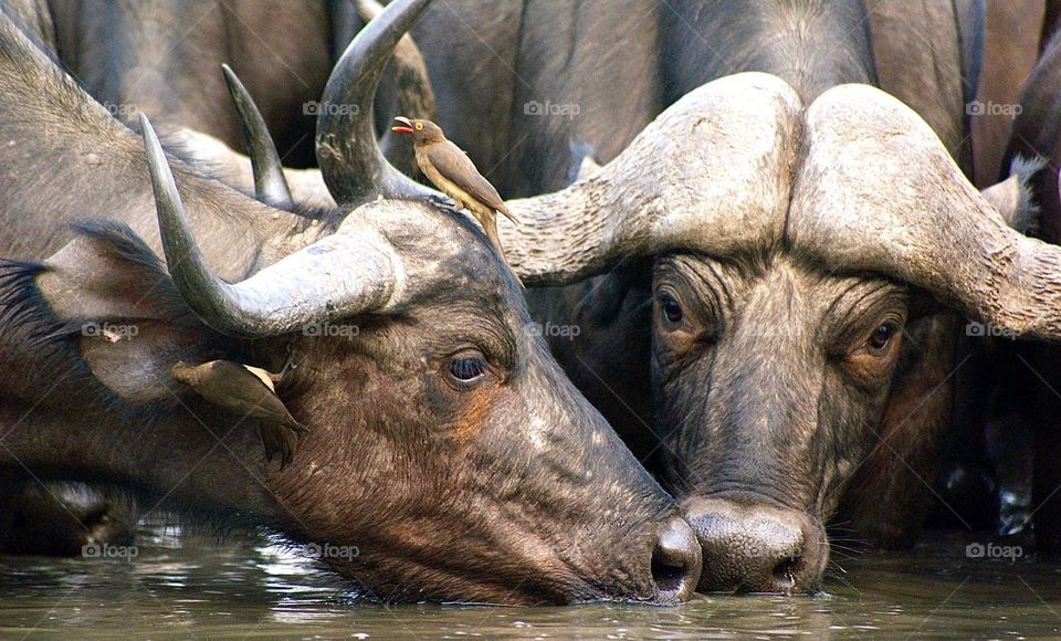 Two buffalo drinking from the water hole 