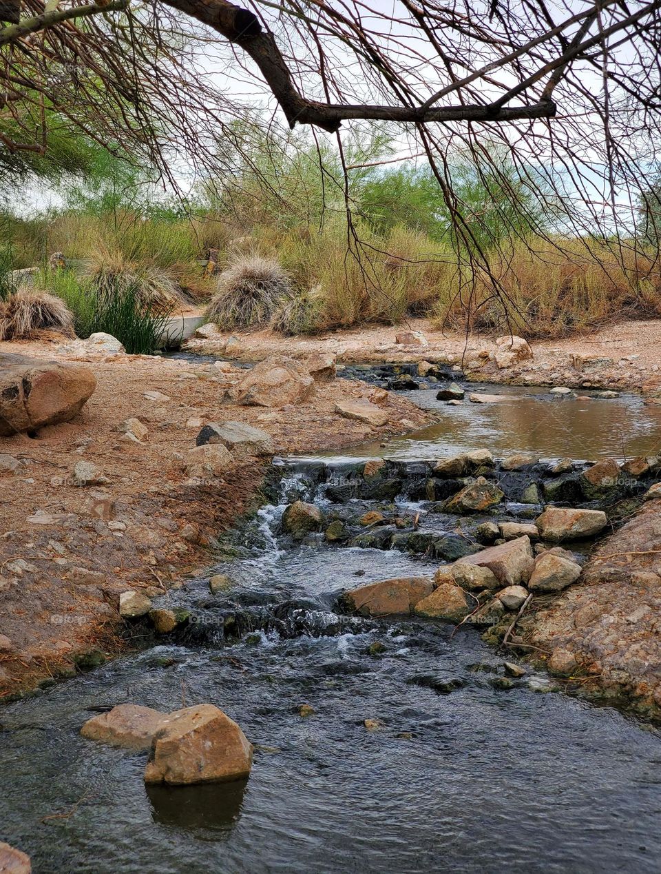Stream in a Desert Park
