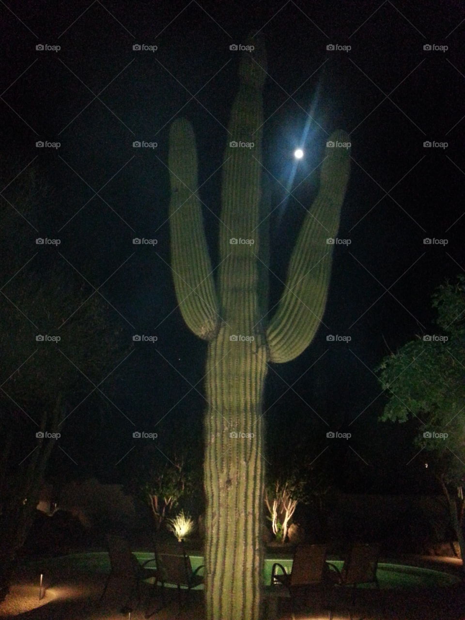 Saguaro cactus and the moon.