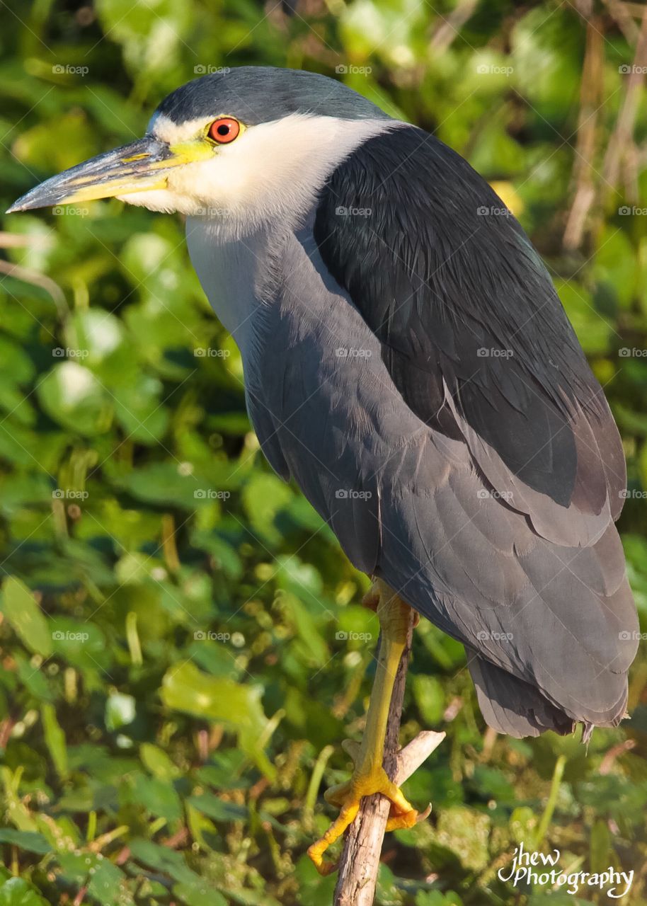 Black-crowned Night Heron