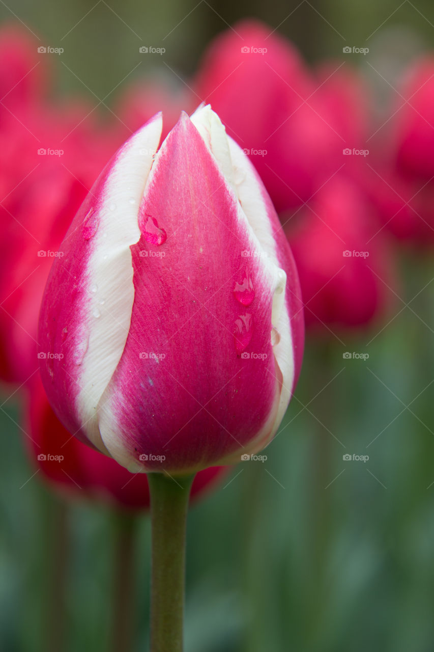 Tulips and water droplets 