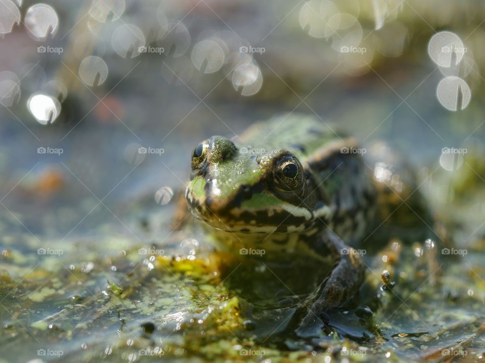 Small frog in the pond