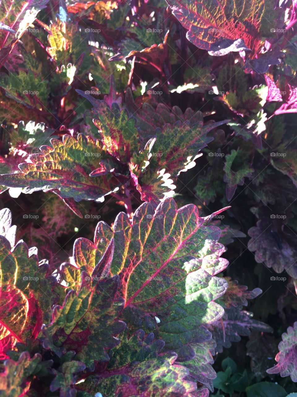 Purple and green leaves