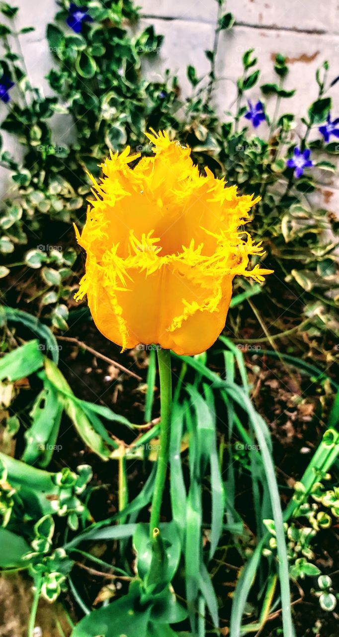 My tulipe in my garden