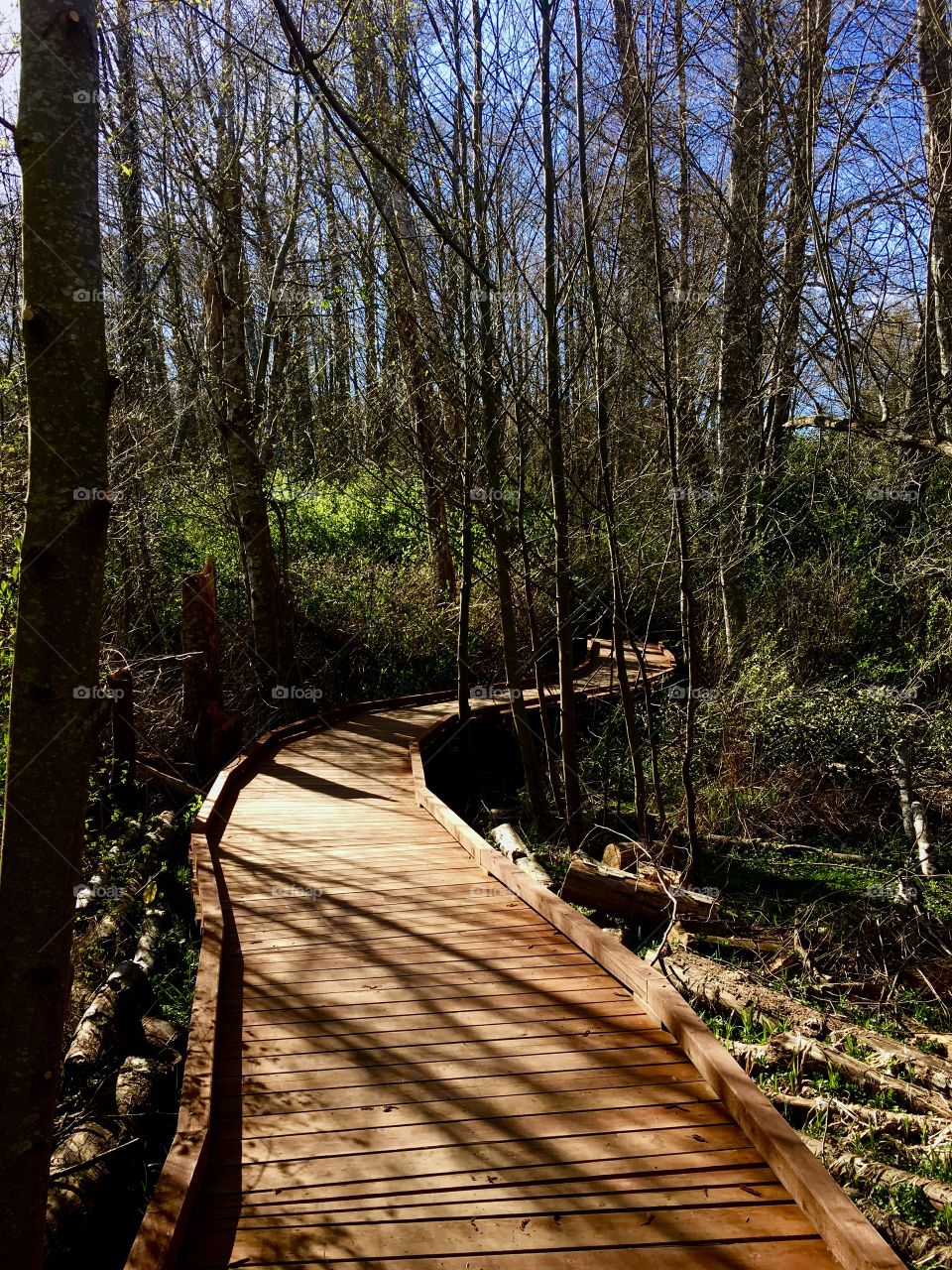 Empty wooden bridge in forest