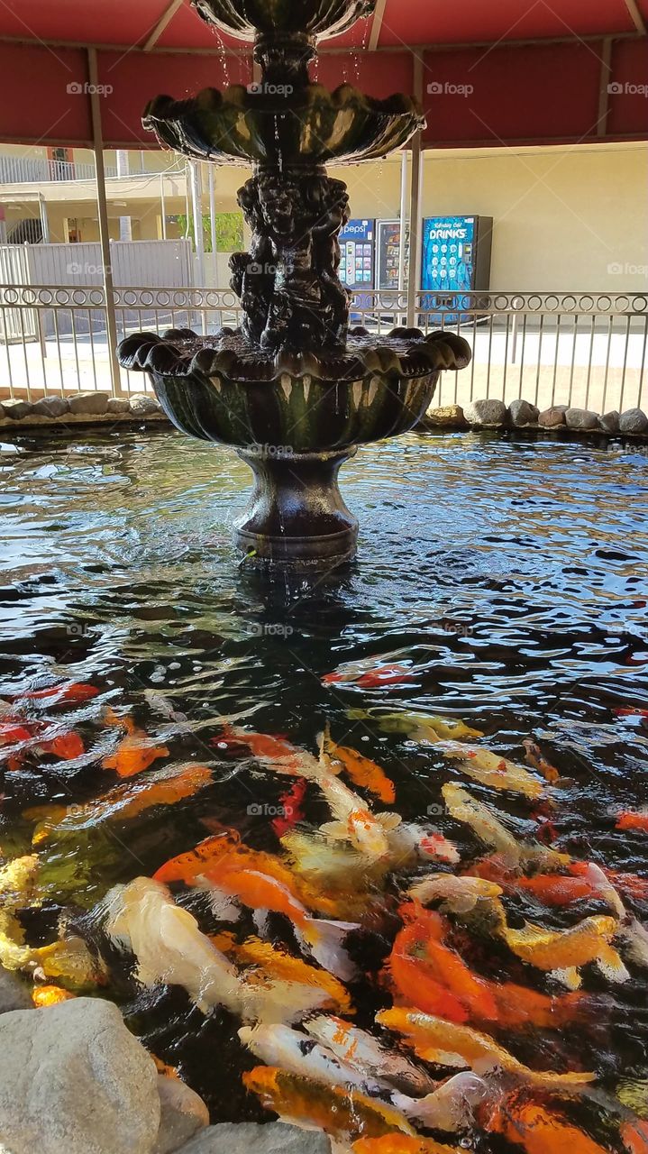 fountain in koi pond