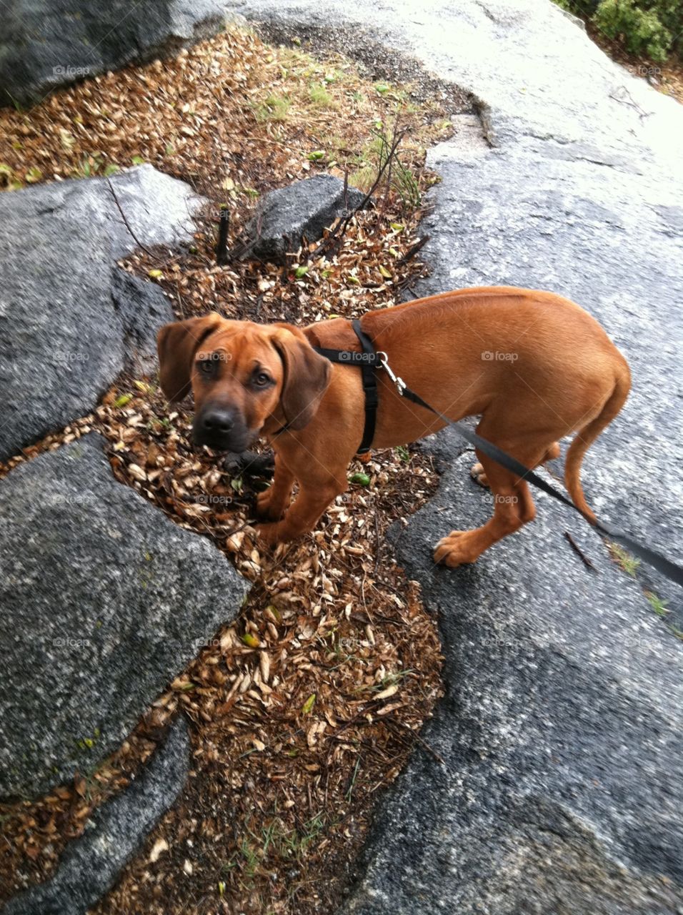 Zuri on rocks. My dog Zuri on some rocks