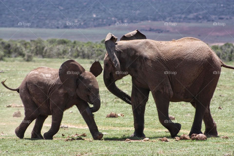 Some great interaction between elephant siblings.