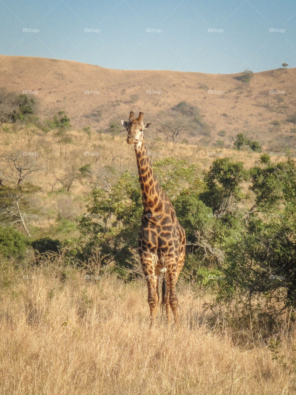 Giraffes in the savannah 
