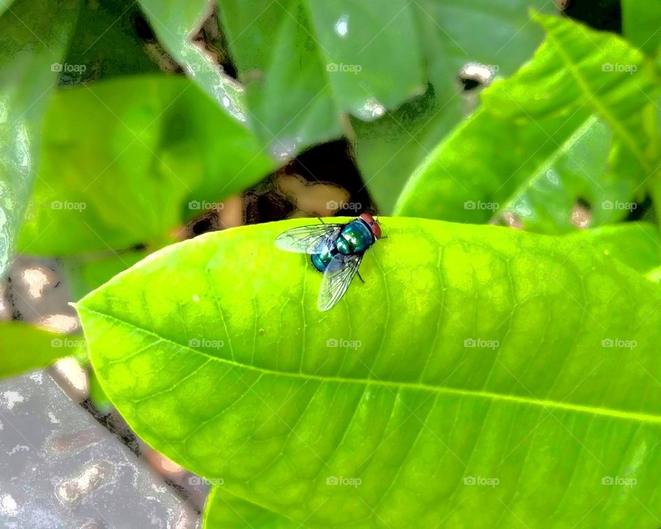 A fly on green leaf