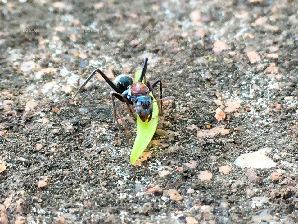 Colourful closeup of a worker ant in australia feeding on a green orange blossom leaf