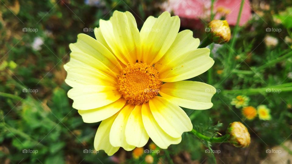 Chrysantemun coronarium