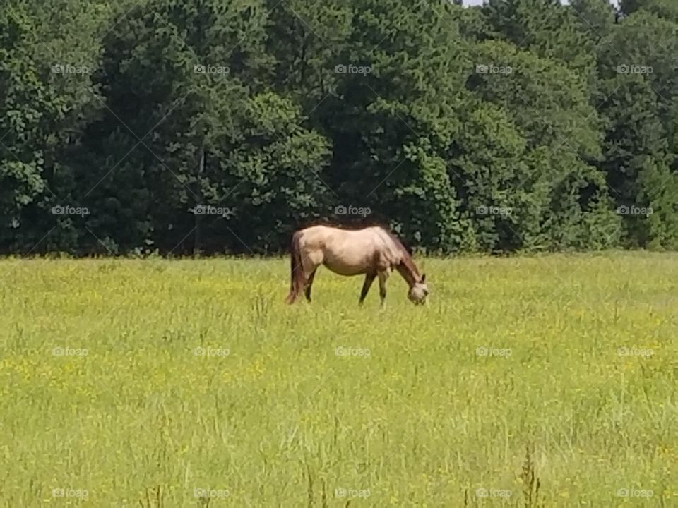 hayburner