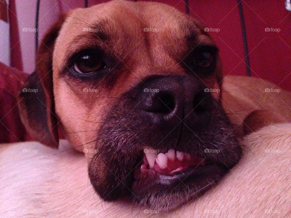 Dog smiles