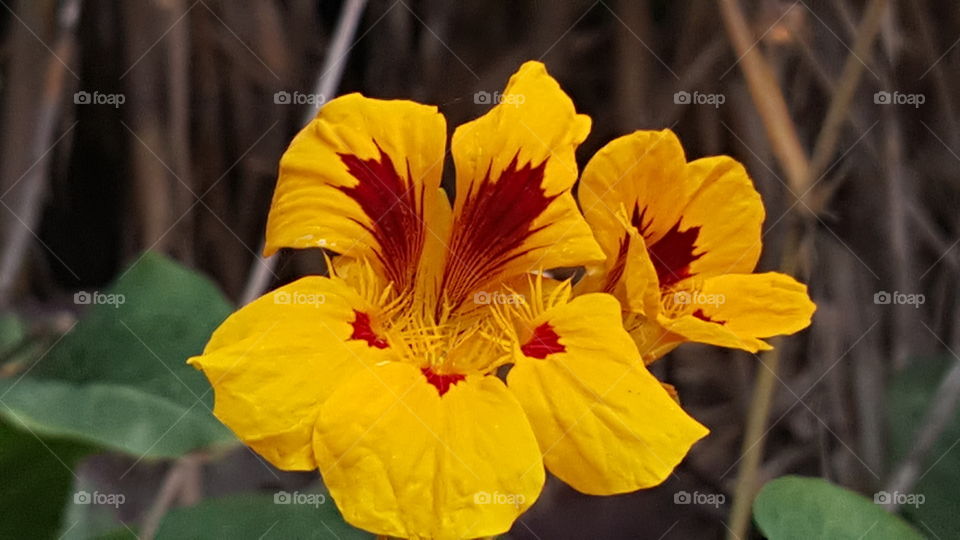 Vibrant Yellow and Red Flowers