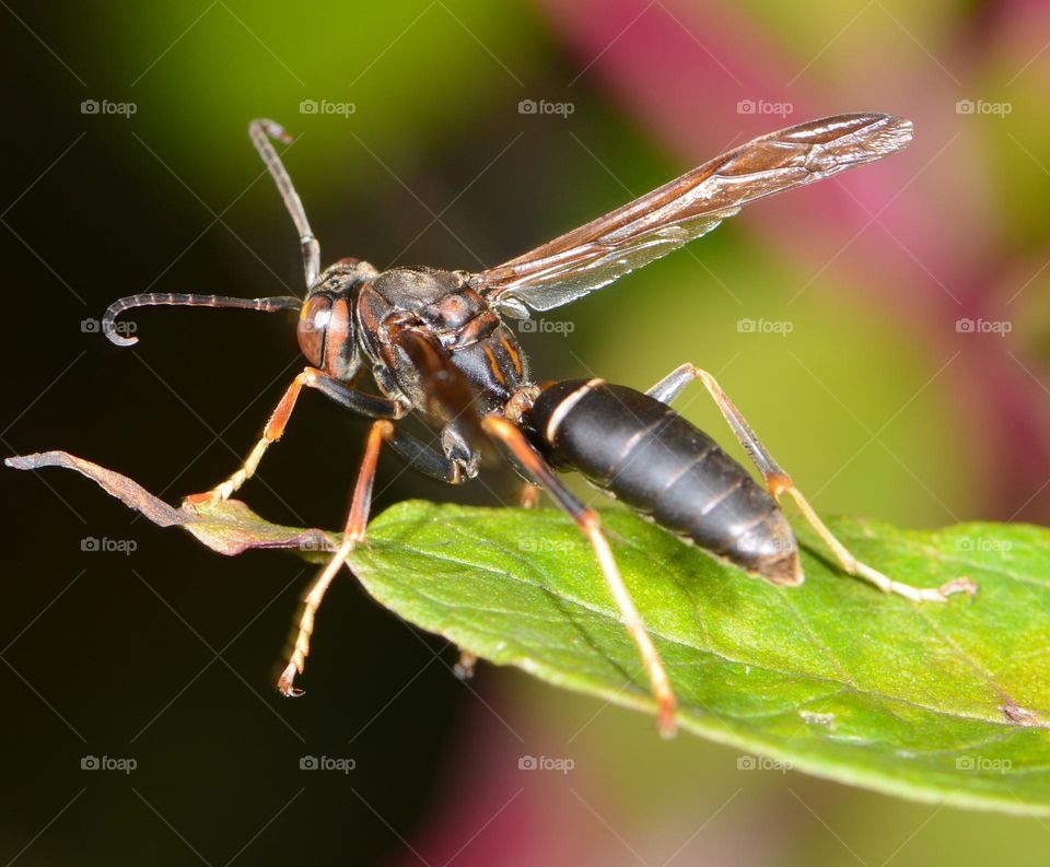 Wasp on a leaf