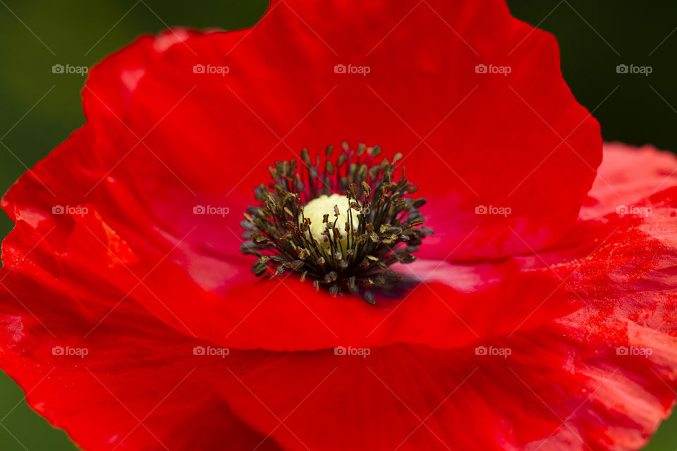 Red poppy