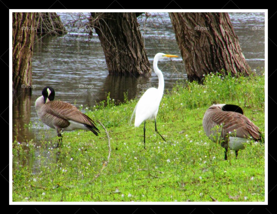 Bird, Nature, Animal, Wildlife, Pool