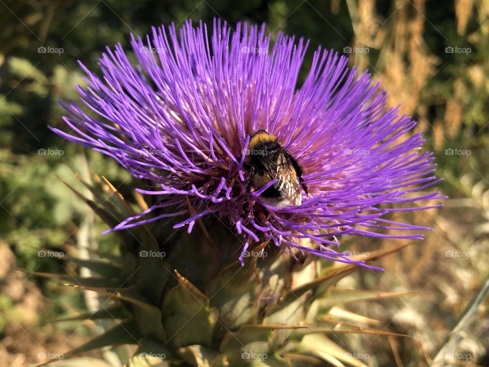 Thistle