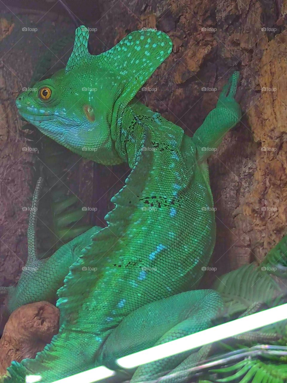 Plumed basilisk. Large green lizard at the pet store