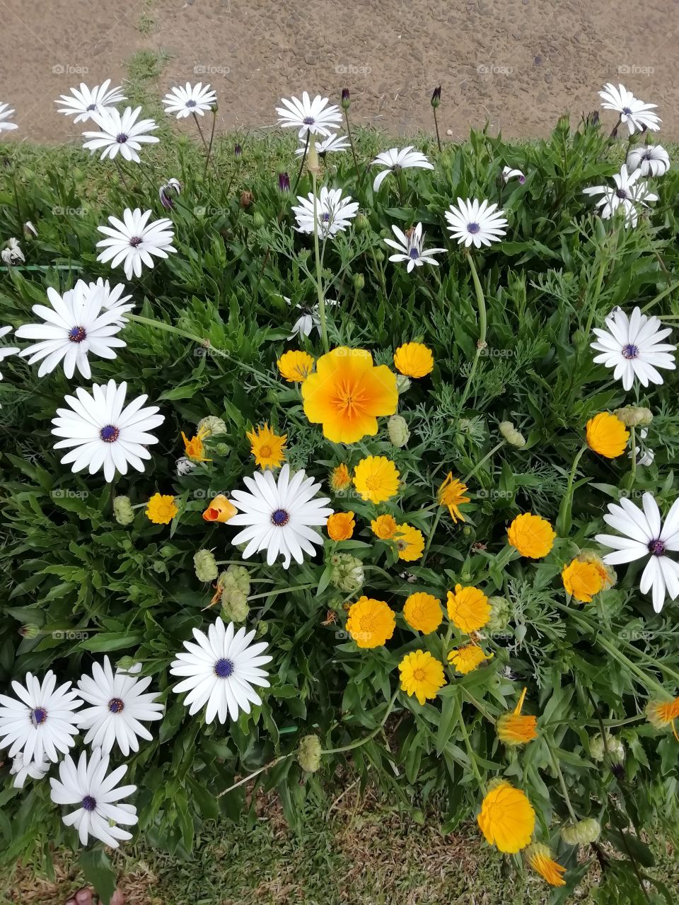 You go crazy when you look at these flowers # sometimes words are not enough to describe them.. Beautifully awesome