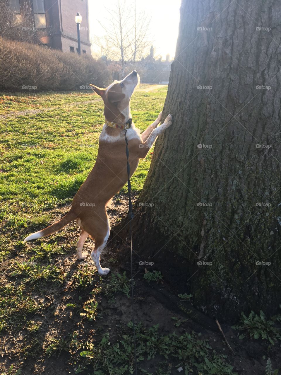 Beagle chasing squirrel