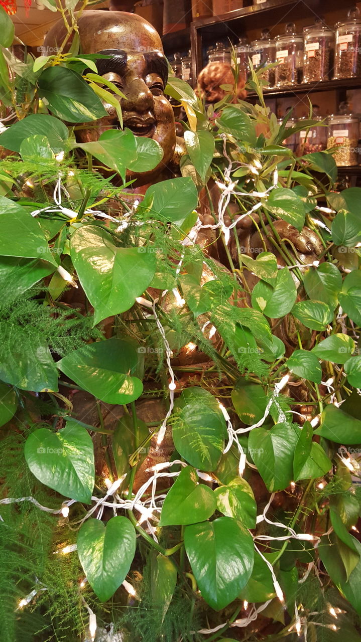 Buddha in plants