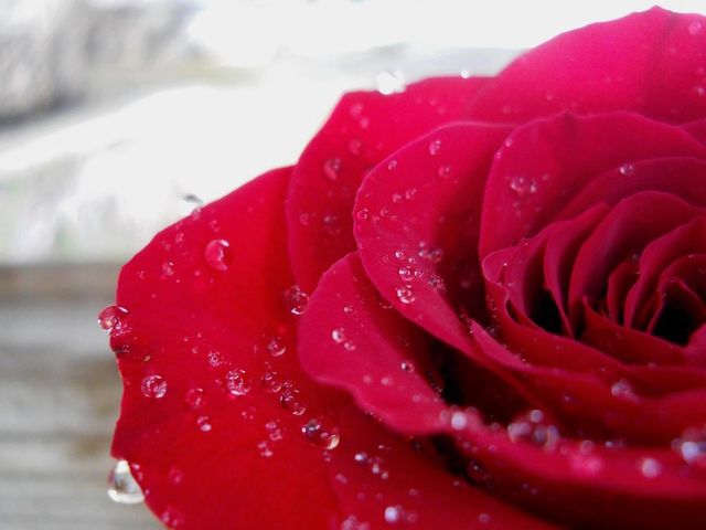 Raindrops on roses