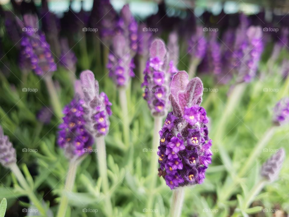 Floral purple french lavender