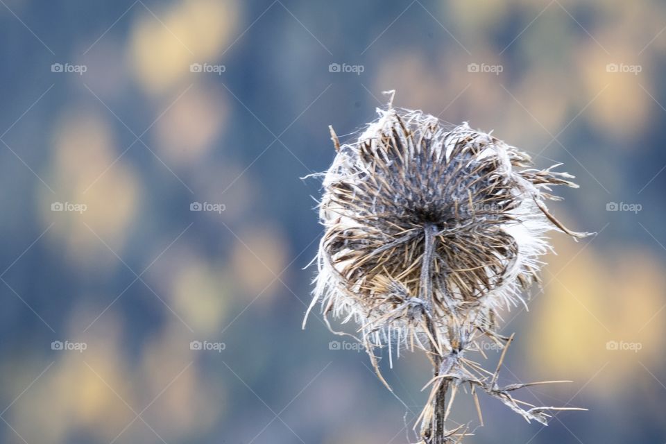 Beautiful natural texture of dry flower