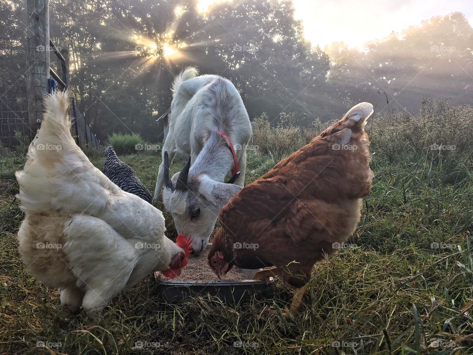 Chickens and goats feeding on grass