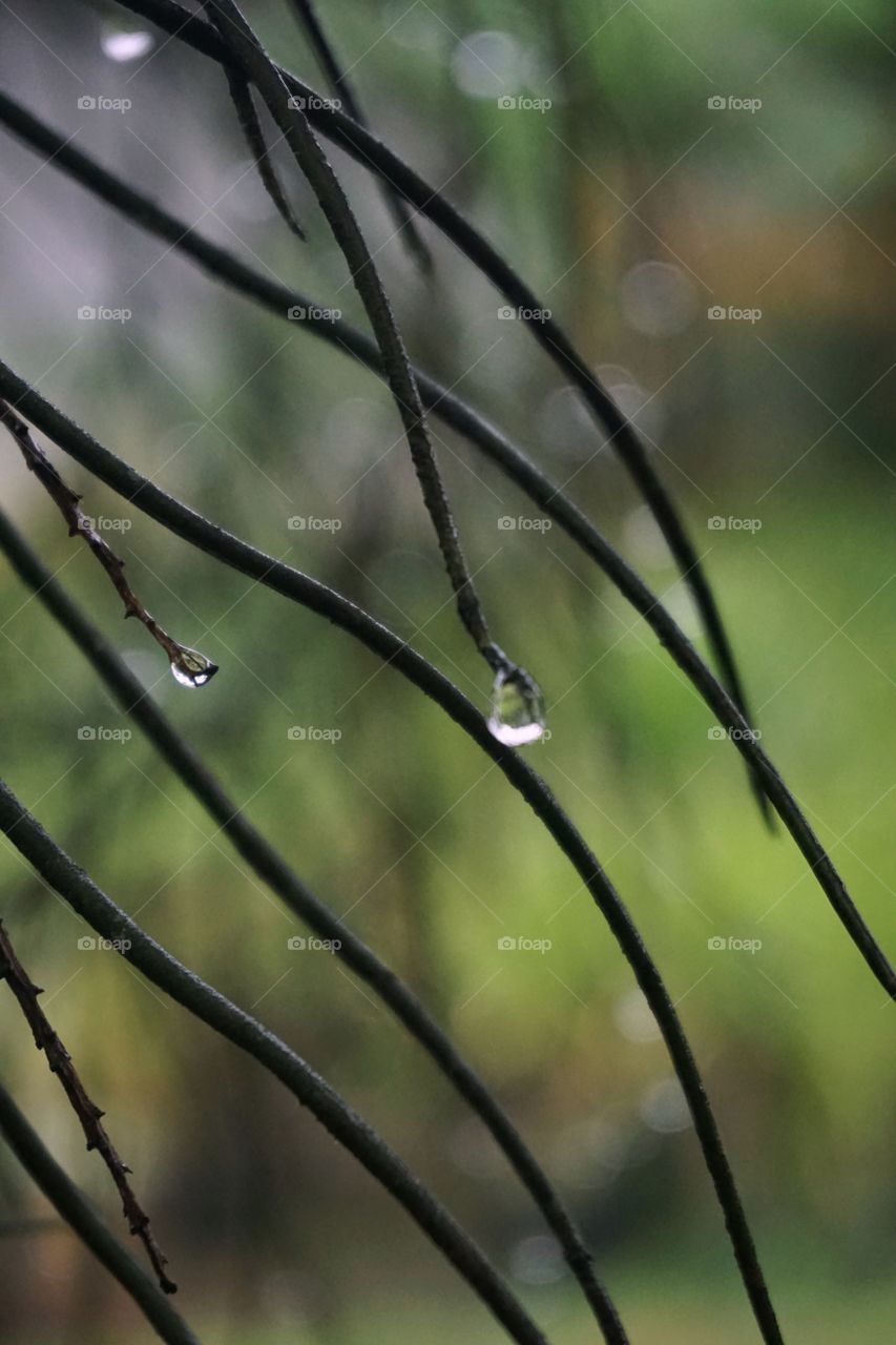 rain drop on twig
